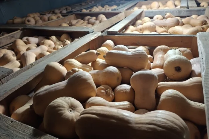 Продаж гарбуза Матильда високої якості- фото № 5