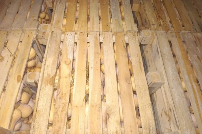 Продаж гарбуза Матильда високої якості- фото № 8