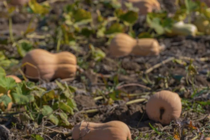 Вирощування та продаж гарбузів- фото № 2