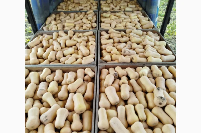 Продаю гарбуз Баттернат в обсязі- фото № 1