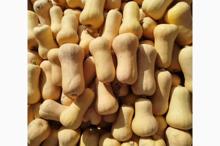 Продаю гарбуз Баттернат в обсязі- фото № 2