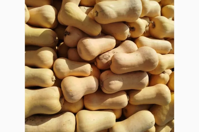 Продаю гарбуз Баттернат в обсязі- фото № 3