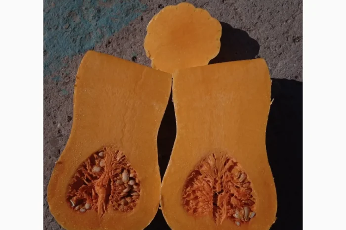 Продаю гарбуз Баттернат в обсязі- фото № 5