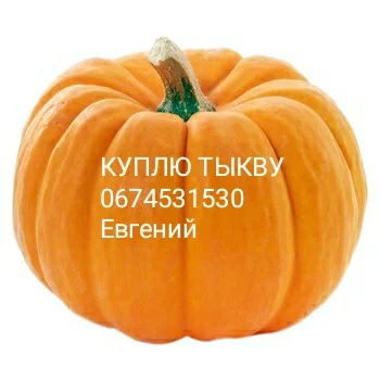 Закупівля товарного гарбуза в Дніпрі- фото № 1