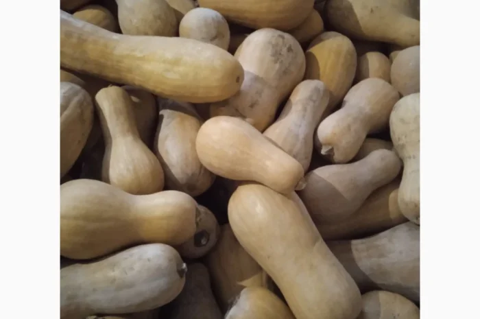 Продаю Гарбуз Мускатний- фото № 1