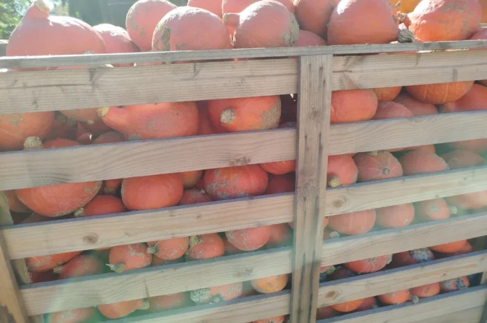 Продаю гарбуз Хоккайдо- фото № 1