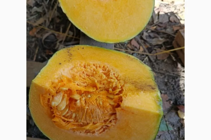 Продажа товарной тыквы ромашка- фото № 2