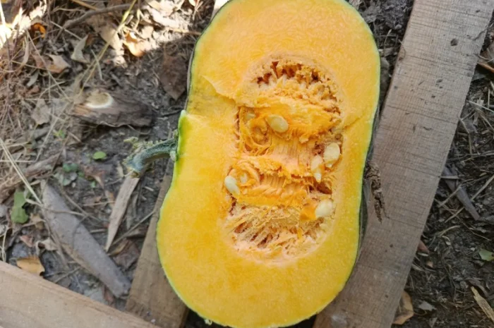 Продажа товарной тыквы ромашка- фото № 6