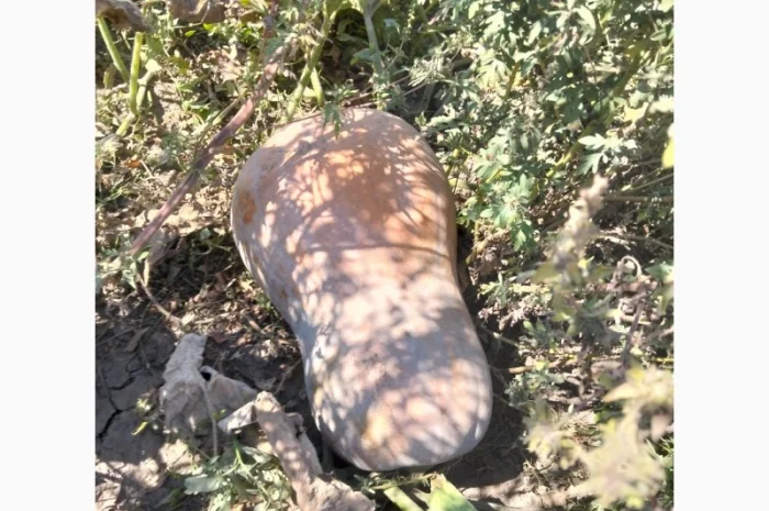 Продаж мускатних гарбузів оптом- фото № 2