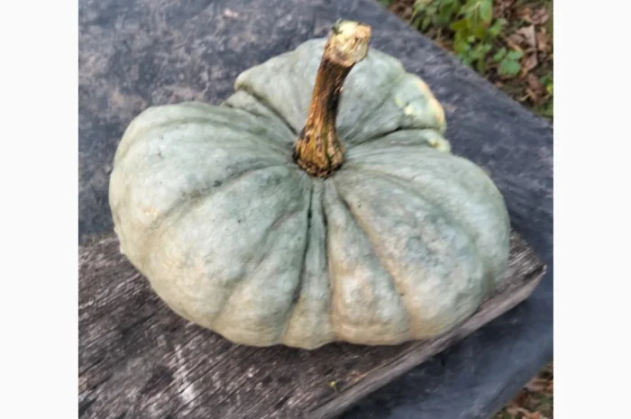 Продаю гарбуз Тріамбл мускатний- фото № 3