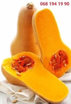 Гарбуза солодкий мускатний на продаж- фото № 1