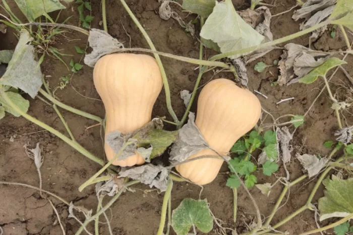 Гарбуз Матильда для переробки- фото № 1