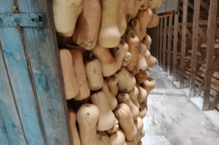 Гарбуз Матильда для переробки- фото № 7