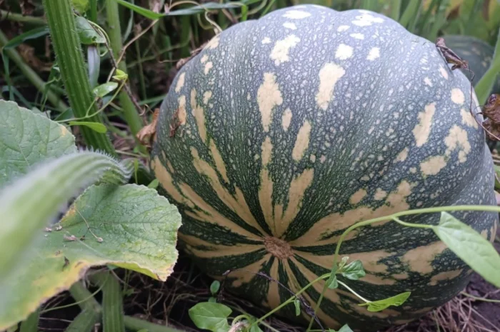 Продаю гарбуз кашовий сорт джамбук- фото № 1