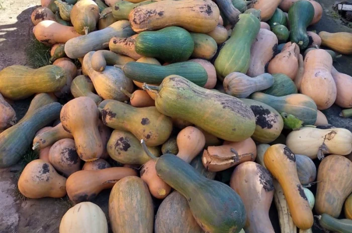 Продаж гарбузів для переробки- фото № 1