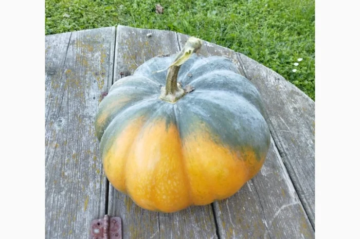 Гарбуз на кашу на продаж- фото № 2