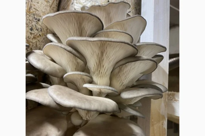 Пропоную Гриби Глива на продаж- фото № 1