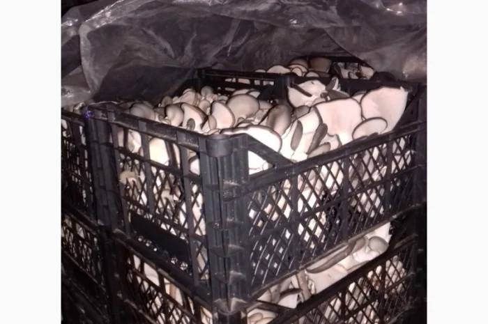 Продаж вешенки з доставкою- фото № 1