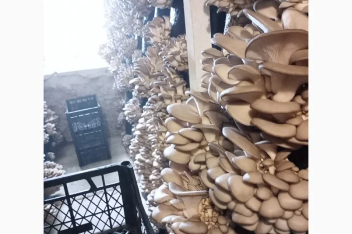 Продаж вешенки з доставкою- фото № 3