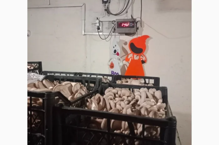 Продаж вешенки з доставкою- фото № 4