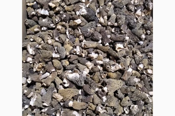 Сморчки сушені на продаж- фото № 1