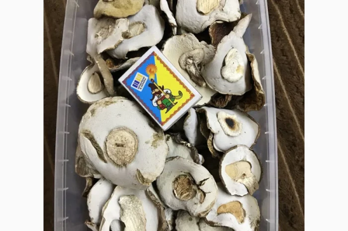 Продаж сушених грибів білого гриба- фото № 1