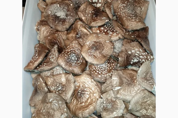 Сушені мухомори пантерні на продаж- фото № 3