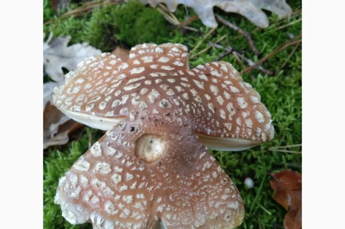 Сушені мухомори пантерні на продаж- фото № 1