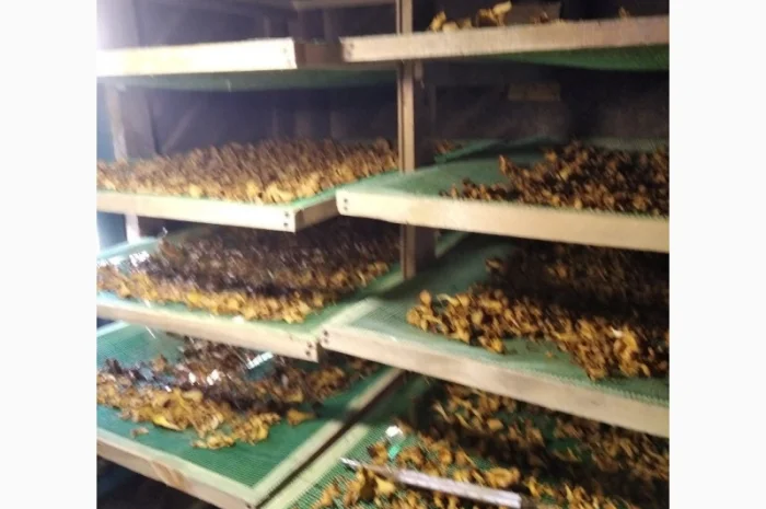 Сушеные грибы лисички на продажу- фото № 1