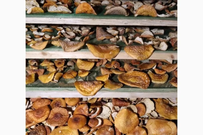 Сушені капелюшки червоного мухомора на продаж- фото № 3