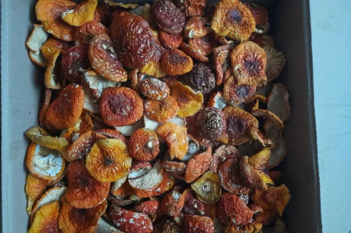 Сушені мухомори на продаж- фото № 1