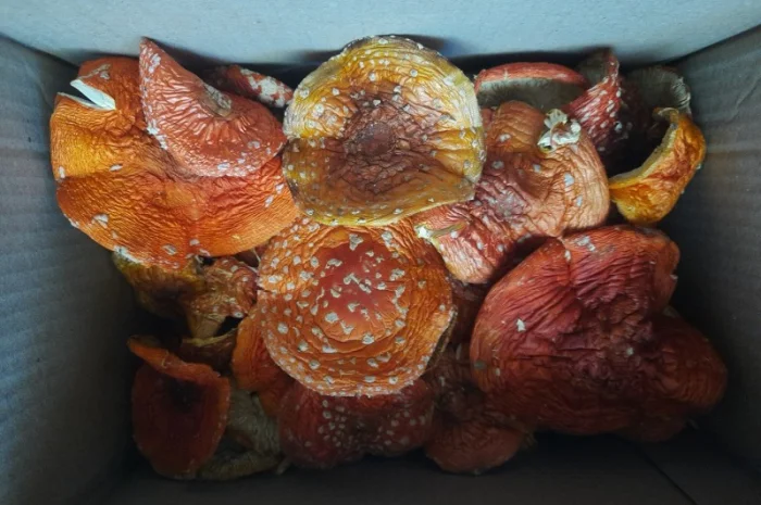 Сушені мухомори на продаж- фото № 2