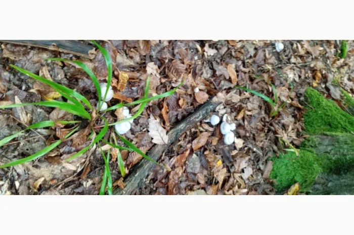 Сушені мухомори на продаж- фото № 1