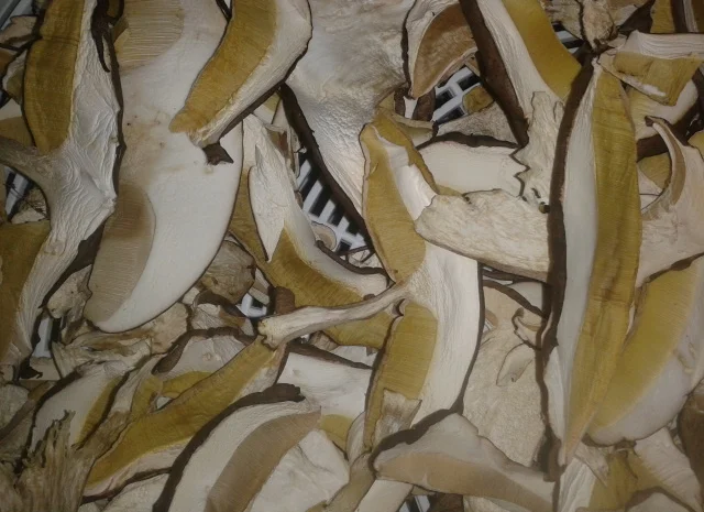 Продаж сушеного білого гриба- фото № 3