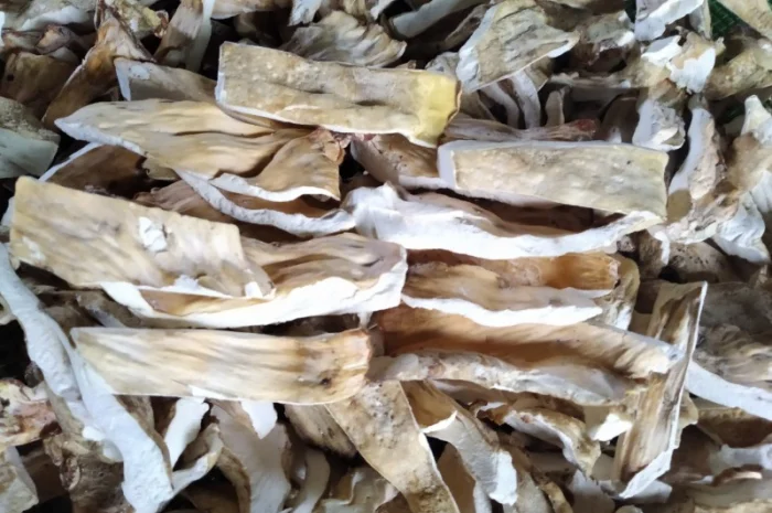 Трутовик сірчано-жовтий сушений на продажу- фото № 1