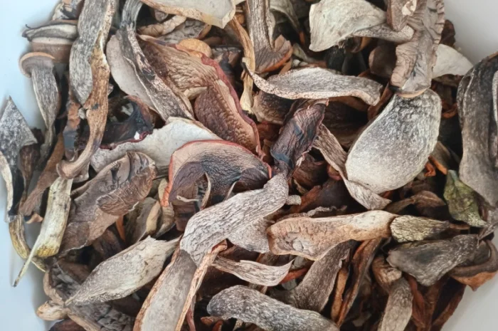 Гриб підосичник сушений на продаж- фото № 2