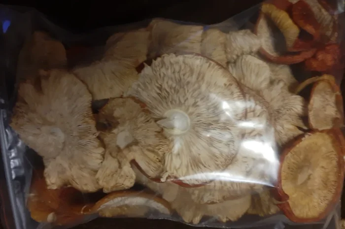 Сушений червоний мухомор на продаж- фото № 1