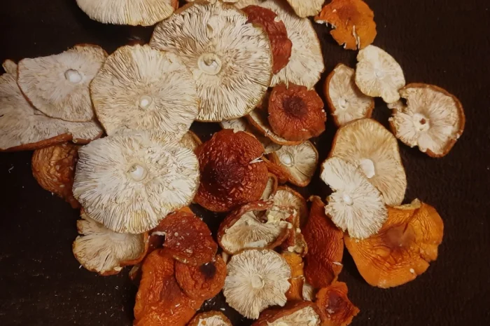 Сушений червоний мухомор на продаж- фото № 2