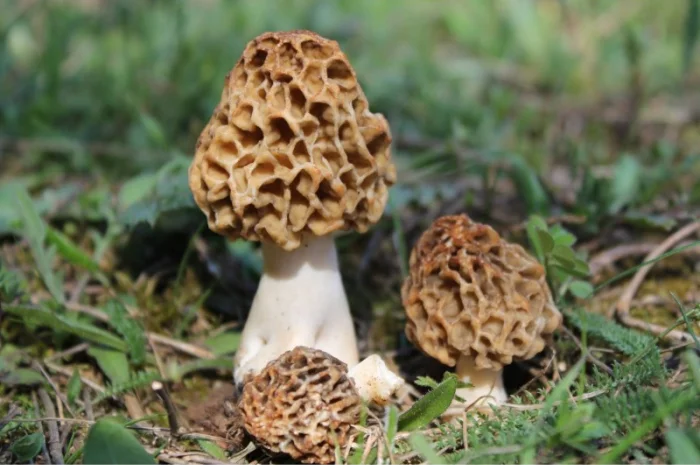 Сморчки сушені 2025 року на продаж- фото № 6