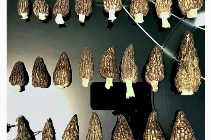 Сморчки сушені 2025 року на продаж- фото № 1