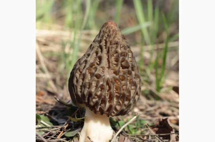 Сморчки сушені 2025 року на продаж- фото № 2