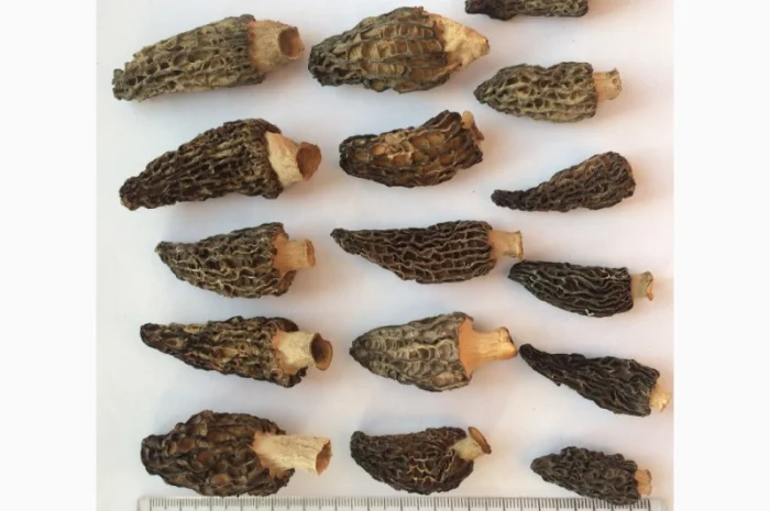 Сморчки сушені 2025 року на продаж- фото № 3