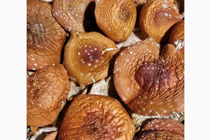 Сушеные червоні мухомори на продажу- фото № 2