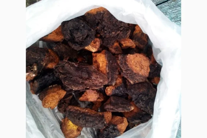 Чага березова сушена на продаж- фото № 1