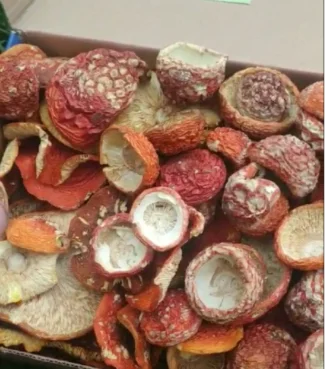 Мухомор червоний сушений на продажу- фото № 1