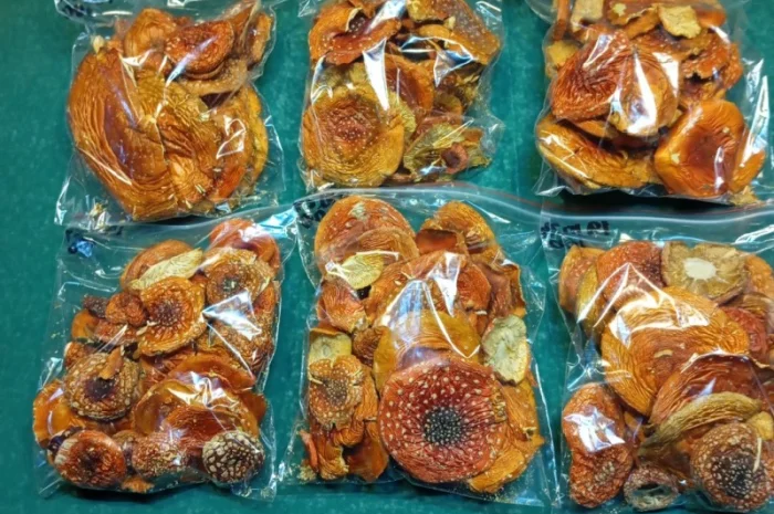 Продажа мухомора червоного 1-2 сорта- фото № 1