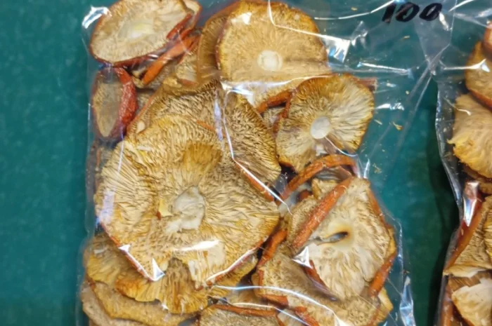 Продажа мухомора червоного 1-2 сорта- фото № 2