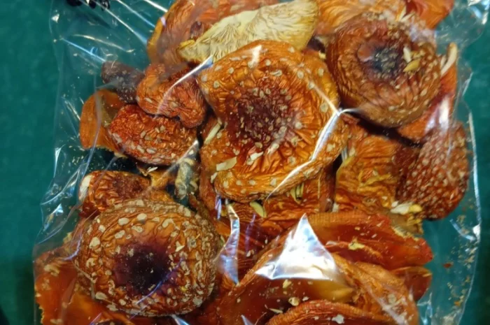 Продажа мухомора червоного 1-2 сорта- фото № 3