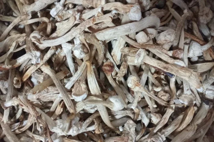 Ніжки пантерного мухомора для продажу- фото № 2