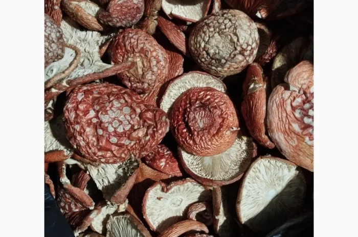 Сушеные капелюшки червоного мухомора на продажу- фото № 3